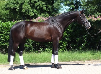 Koń hanowerski, Wałach, 5 lat, 170 cm, Kara
