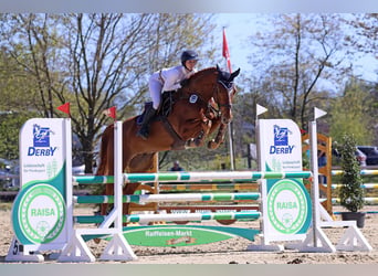 Koń hanowerski, Wałach, 5 lat, 170 cm, Kasztanowata