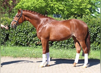 Koń hanowerski, Wałach, 5 lat, 170 cm, Kasztanowata