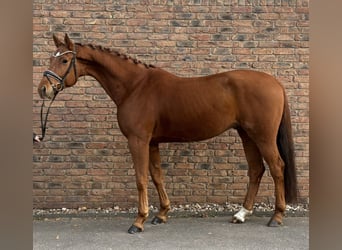 Koń hanowerski, Wałach, 5 lat, 170 cm, Kasztanowata