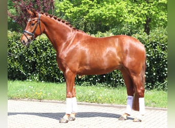 Koń hanowerski, Wałach, 5 lat, 170 cm, Kasztanowata