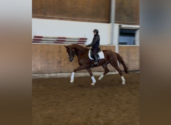 Koń hanowerski, Wałach, 5 lat, 170 cm, Kasztanowata