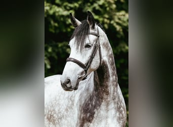 Koń hanowerski, Wałach, 5 lat, 171 cm, Siwa