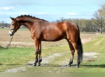 Koń hanowerski, Wałach, 5 lat, 172 cm, Gniada