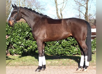 Koń hanowerski, Wałach, 5 lat, 172 cm, Gniada