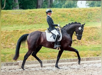 Koń hanowerski, Wałach, 5 lat, 172 cm, Kara