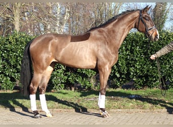 Koń hanowerski, Wałach, 5 lat, 173 cm, Gniada