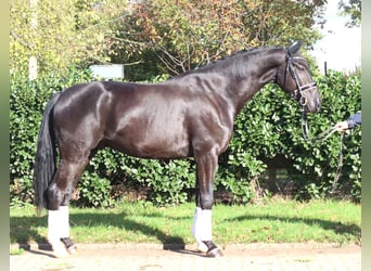 Koń hanowerski, Wałach, 5 lat, 173 cm, Kara