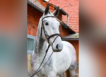 Koń hanowerski, Wałach, 5 lat, 173 cm, Siwa