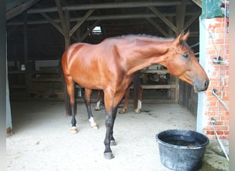 Koń hanowerski, Wałach, 5 lat, 174 cm, Gniada
