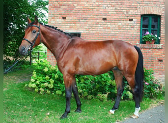 Koń hanowerski, Wałach, 5 lat, 174 cm, Gniada