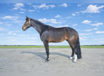 Koń hanowerski, Wałach, 5 lat, 175 cm, Ciemnogniada