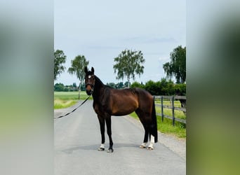Koń hanowerski, Wałach, 5 lat, 175 cm, Ciemnogniada