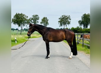 Koń hanowerski, Wałach, 5 lat, 175 cm, Ciemnogniada