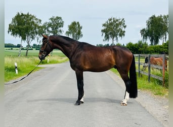 Koń hanowerski, Wałach, 5 lat, 175 cm, Ciemnogniada