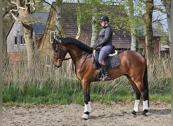 Koń hanowerski, Wałach, 5 lat, 175 cm, Gniada