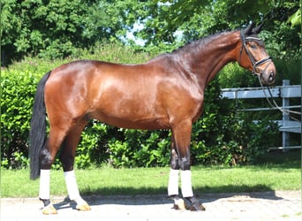 Koń hanowerski, Wałach, 5 lat, 175 cm, Gniada