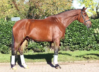 Koń hanowerski, Wałach, 5 lat, 175 cm, Gniada