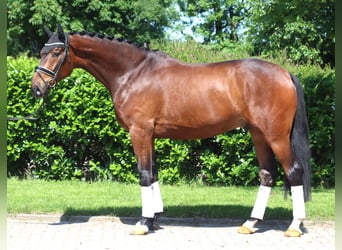 Koń hanowerski, Wałach, 5 lat, 175 cm, Gniada