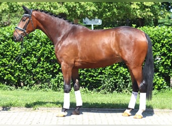 Koń hanowerski, Wałach, 5 lat, 175 cm, Gniada