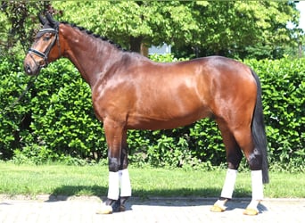 Koń hanowerski, Wałach, 5 lat, 175 cm, Gniada