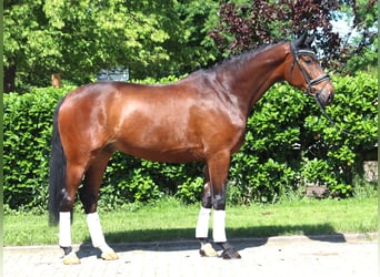 Koń hanowerski, Wałach, 5 lat, 175 cm, Gniada