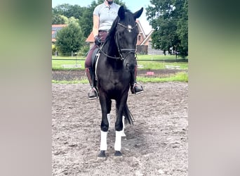 Koń hanowerski, Wałach, 5 lat, 175 cm, Kara