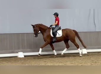 Koń hanowerski, Wałach, 5 lat, 175 cm, Kasztanowata