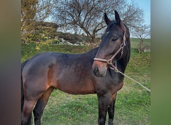 Koń hanowerski, Wałach, 5 lat, 178 cm, Ciemnogniada