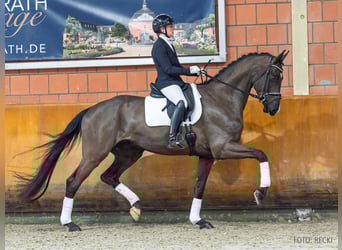 Koń hanowerski, Wałach, 5 lat, 180 cm, Kara