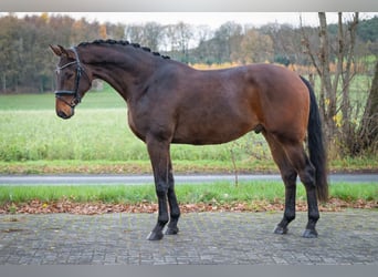 Koń hanowerski, Wałach, 5 lat, 181 cm, Gniada