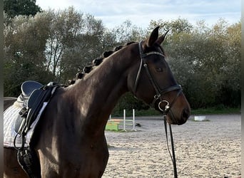 Koń hanowerski, Wałach, 5 lat, 185 cm, Ciemnogniada