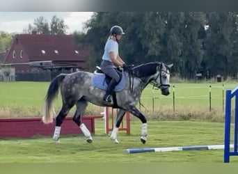 Koń hanowerski, Wałach, 6 lat, 158 cm, Siwa jabłkowita