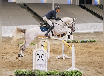 Koń hanowerski, Wałach, 6 lat, 164 cm, Siwa