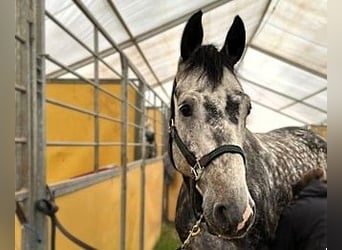 Koń hanowerski, Wałach, 6 lat, 165 cm, Siwa