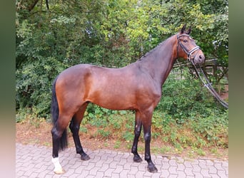 Koń hanowerski, Wałach, 6 lat, 167 cm, Ciemnogniada