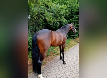 Koń hanowerski, Wałach, 6 lat, 167 cm, Ciemnogniada
