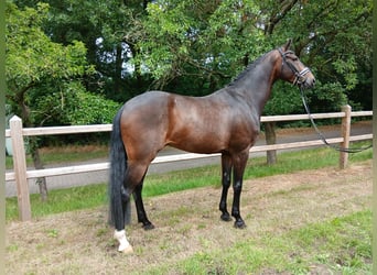 Koń hanowerski, Wałach, 6 lat, 167 cm, Ciemnogniada