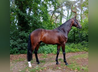 Koń hanowerski, Wałach, 6 lat, 167 cm, Ciemnogniada