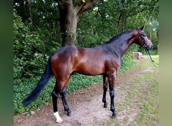 Koń hanowerski, Wałach, 6 lat, 167 cm, Ciemnogniada