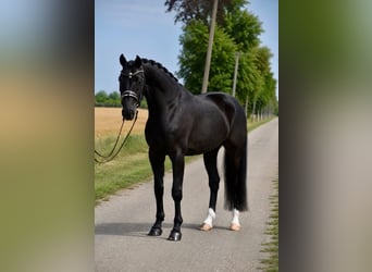 Koń hanowerski, Wałach, 6 lat, 167 cm, Kara