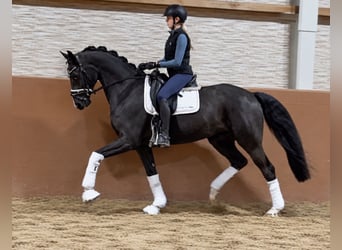 Koń hanowerski, Wałach, 6 lat, 167 cm, Kara