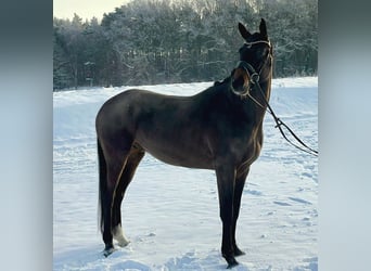 Koń hanowerski, Wałach, 6 lat, 168 cm, Ciemnogniada