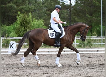 Koń hanowerski, Wałach, 6 lat, 168 cm, Ciemnokasztanowata