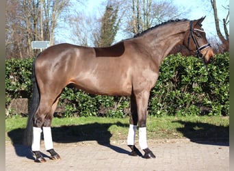 Koń hanowerski, Wałach, 6 lat, 168 cm, Gniada