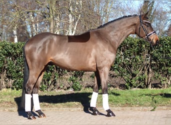 Koń hanowerski, Wałach, 6 lat, 168 cm, Gniada