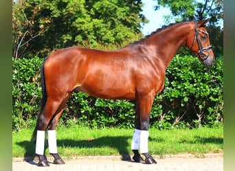 Koń hanowerski, Wałach, 6 lat, 168 cm, Gniada