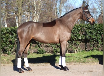 Koń hanowerski, Wałach, 6 lat, 168 cm, Gniada