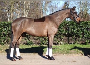 Koń hanowerski, Wałach, 6 lat, 168 cm, Gniada
