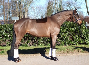 Koń hanowerski, Wałach, 6 lat, 168 cm, Gniada